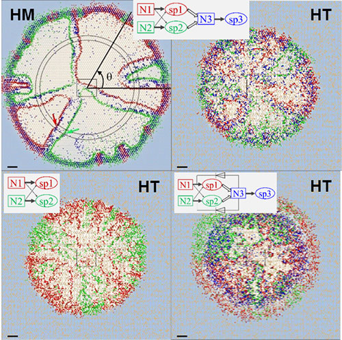 Simulated microbial consortia patterns on homogeneous surface