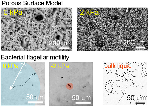Microbial motility on porous rough surfaces