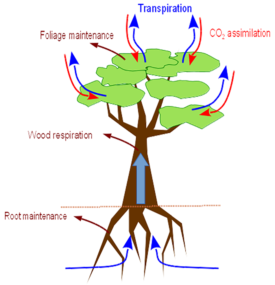 Vegetation Optimality Model (VOM)
